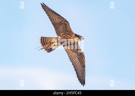Birds Predator - Wanderfalke Falco peregrinus. Nahaufnahme im Hochformat. Stockfoto