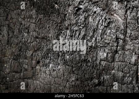 Gebrannte Baumrinde Textur aus der Nähe. Verbrannter Holzhintergrund Stockfoto