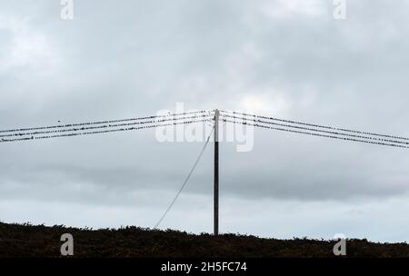 Eine Schar von Staren, die auf Drähten oder Stromleitungen in der Nähe ihres Staus in Llandegley, Powys, Mid Wales, Großbritannien, starren Stockfoto