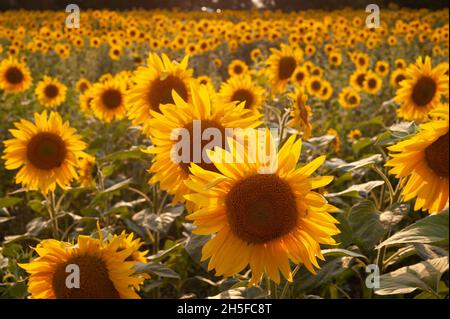 Gelbe Sonnenblumen. Sonnenblumenfeld, ländliche Landschaft. Stockfoto