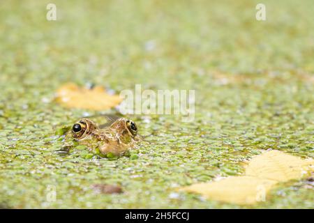 Europäischer grüner Marschfrosch Pelophylax ridibundus, versteckt in lemna Stockfoto