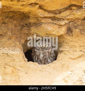 Eine niedliche kleine Eule, die aus ihrem Loch in einer Wand herausschaut. Athene noctua. Stockfoto
