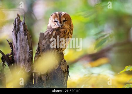 Waldkauz oder Brauneule Strix aluco sitzt auf einem gebrochenen Baumstamm in einem Herbstwald. Nahaufnahme. Stockfoto