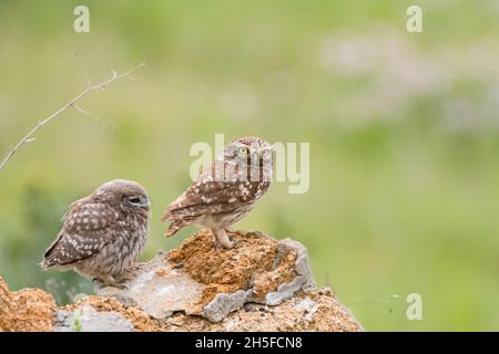 Kleine Eule in natürlichem Lebensraum. Athene noctua. Eule und Eule. Stockfoto