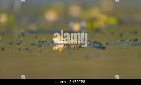 Grüner Frosch Pelophylax ridibundus in freier Wildbahn. Stockfoto