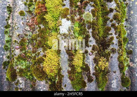 Nahaufnahme eines alten Schieferdachs, das nach dem Regen mit grünem Moos bedeckt war. Grüne Moos-Textur, natürlicher Hintergrund Stockfoto