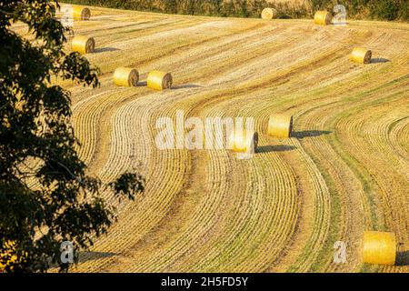 Gerollte Strohballen auf einem frisch gemähten Feld mit Abendsonne in Kinsale, County Cork, Irland Stockfoto