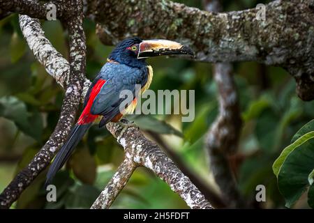 Colmared Aracari hockte Nahaufnahme, aufgenommen in Panama Stockfoto