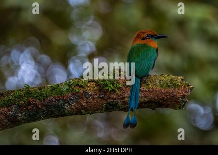 Broad-billed motmot Electron platyrhynchum thront auf einem Baum im Regenwald Stockfoto