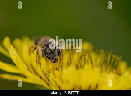 Biene mit Pollen auf dem Dandelion. Stockfoto