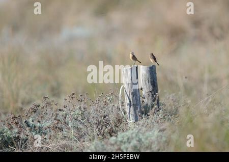 Zwei kleine Vögel, die auf zwei Polen ruhen, in der Natur der Dünen von Marina di Vecchiano, Pisa, Toskana, Italien. Pflanzenfarben typisch für den Herbst mont. Stockfoto