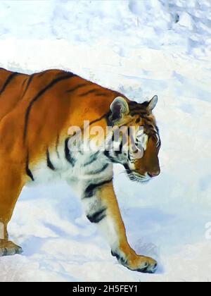 Tiger läuft im Schnee. Wintersaison. Künstlerische Arbeit zum Thema Tiere Stockfoto