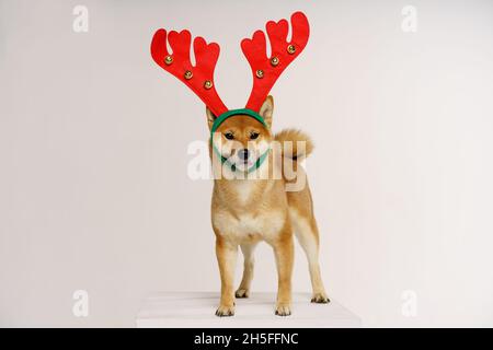 Niedliche lustige Hund in roten Hirsch Geweih posiert im Studio auf hellem Hintergrund. Konzept für weihnachten und Neujahr und Rabatte Stockfoto