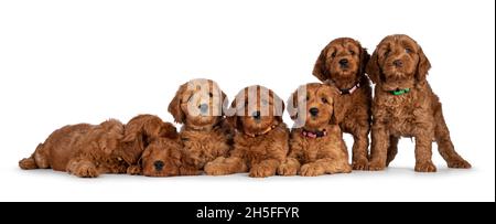 Siebenreihige rote 8 Wochen junge Cobberdog aka Labradoodle Welpen, die nebeneinander sitzen und liegen. Alle blicken auf die Kamera. Isola Stockfoto