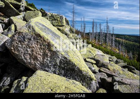 Auf dem Dreiesselberg im Naturschutzgebiet Hochwald des Bayerischen Waldes in der Region. Freyung-Grafenau am 01-10.2021. Stockfoto