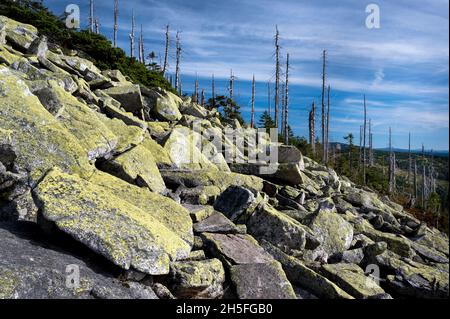 Auf dem Dreiesselberg im Naturschutzgebiet Hochwald des Bayerischen Waldes in der Region. Freyung-Grafenau am 01-10.2021. Stockfoto