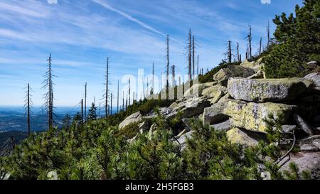 Auf dem Dreiesselberg im Naturschutzgebiet Hochwald des Bayerischen Waldes in der Region. Freyung-Grafenau am 01-10.2021. Stockfoto