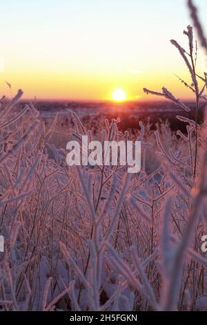 Nahaufnahme des Rauhfrosts auf Pflanzen bei Sonnenaufgang Stockfoto