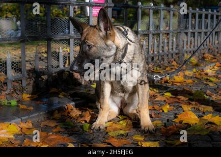 Ein fünf Monate alter Schäferhund-Welpe zwischen roten und orangefarbenen Herbstblättern Stockfoto