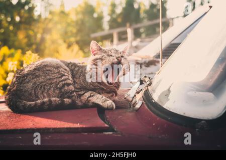 Eine verschnaufte Katze, die auf einem alten Auto gähnt Stockfoto