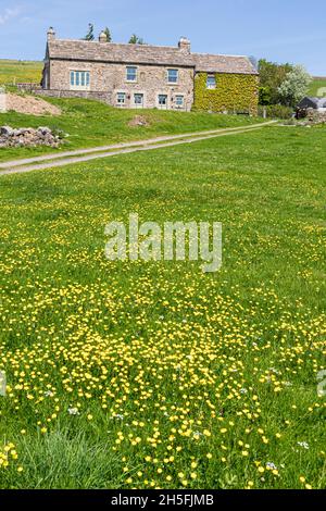 Ein Feld mit Butterblumen Anfang Juni vor einem alten Bauernhaus aus Stein an den Pennines in der Nähe von St. Johns Chapel, County Durham UK Stockfoto