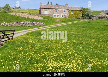 Ein Feld mit Butterblumen Anfang Juni vor einem alten Bauernhaus aus Stein an den Pennines in der Nähe von St. Johns Chapel, County Durham UK Stockfoto