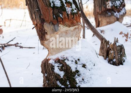 Bäume im Winterwald. Nahaufnahme von Baumstämmen mit Biberzähnen, die in Wäldern in Europa wachsen und nach starkem Schneesturm mit Schnee bedeckt sind Stockfoto