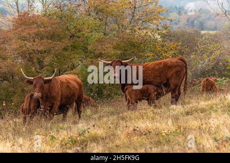 Salers Kuh, die ihr Kalb auf einer Weide absät. Elsass, Frankreich, Europa. Stockfoto