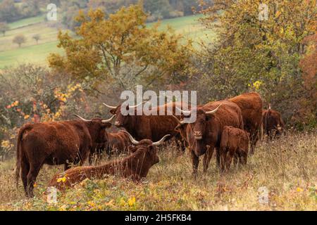 Salers Kuh, die ihr Kalb auf einer Weide absät. Elsass, Frankreich, Europa. Stockfoto