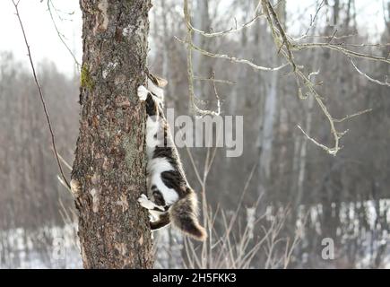 Junge aktive Katze klettert auf einem Baum in einem Winterpark. Stockfoto