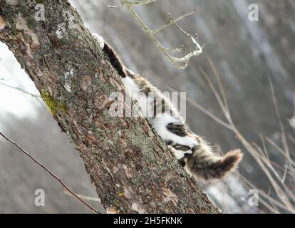 Junge aktive Katze klettert auf einem Baum in einem Winterpark. Stockfoto