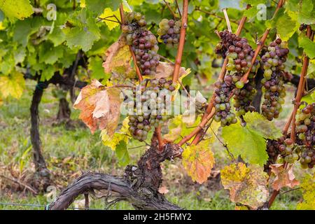 Trauben im Weinberg des Weinguts Disznoko, Tokajer Region, Ungarn Stockfoto