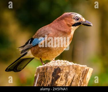 Eurasischer Jay in Ruhe in Cotswolds, UK Garden Stockfoto