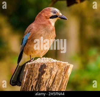 Eurasischer Jay in Ruhe in Cotswolds, UK Garden Stockfoto