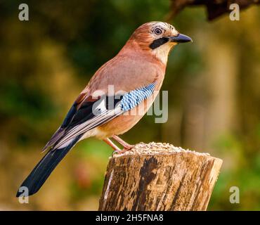 Eurasischer Jay in Ruhe in Cotswolds, UK Garden Stockfoto