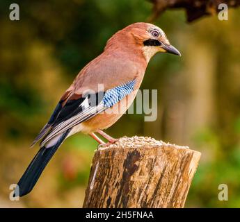 Eurasischer Jay in Ruhe in Cotswolds, UK Garden Stockfoto