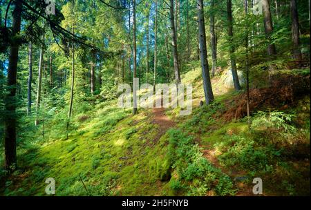 Ein Weg im Wald führt auf einen Berg unter Die Bäume Stockfoto