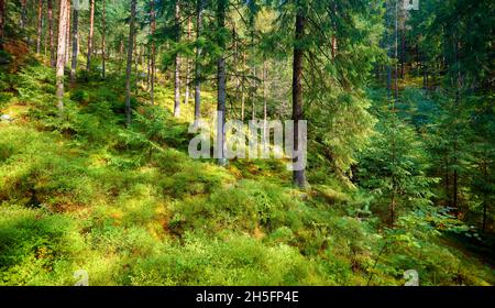 Ein Weg im Wald führt auf einen Berg unter Die Bäume Stockfoto