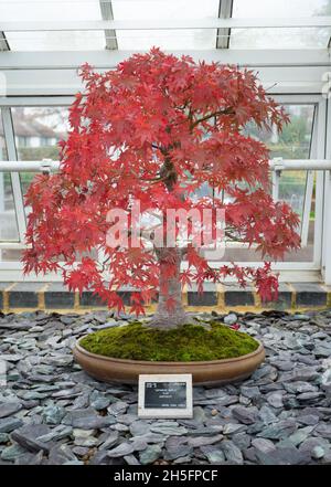 London, Großbritannien. Dienstag, 9. November 2021. Ein japanischer Bonsai-Baum aus rotem Ahorn in Kew Gardens in London. Foto: Richard Gray/Alamy Live News Stockfoto