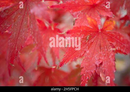 London, Großbritannien. Dienstag, 9. November 2021. Blätter auf einem japanischen Bonsai-Baum aus rotem Ahorn in Kew Gardens in London. Foto: Richard Gray/Alamy Live News Stockfoto