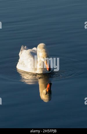 Mute Swan, See, Reflexionen, große weiße Schwäne bei Sonnenschein, Bedfordshire, Großbritannien Stockfoto