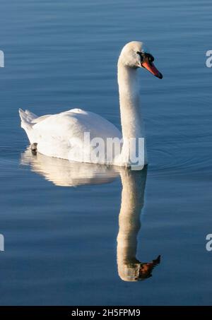 Mute Swan, See, Reflexionen, große weiße Schwäne bei Sonnenschein, Bedfordshire, Großbritannien Stockfoto