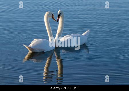 Mute Swan, See, Reflexionen, große weiße Schwäne bei Sonnenschein, Bedfordshire, Großbritannien Stockfoto