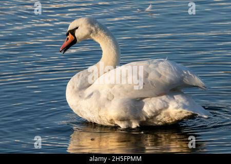 Mute Swan, See, Reflexionen, große weiße Schwäne bei Sonnenschein, Bedfordshire, Großbritannien Stockfoto