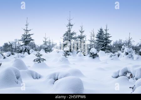 Schneebedeckte Bäume im magischen Winterwald. Stockfoto
