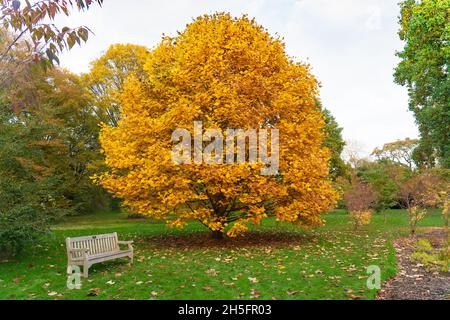 London, Großbritannien. Dienstag, 9. November 2021. Herbstszenen in Kew Gardens in London. Foto: Richard Gray/Alamy Live News Stockfoto