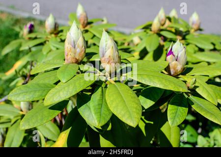 Bush von vielen zarten lebhaften lila Blütenknospen von Azaleen oder Rhododendron Pflanze in einem sonnigen Frühling Scotish Garten, schöne Outdoor floralen Hintergrund p Stockfoto