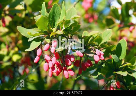 Berberitze, Europäische Berberbeere, Gewöhnliche Berberitze, Berberis vulgaris, sóskaborbolya, Budapest, Ungarn, Magyarország, Europa Stockfoto