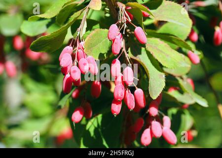 Berberitze, Europäische Berberbeere, Gewöhnliche Berberitze, Berberis vulgaris, sóskaborbolya, Budapest, Ungarn, Magyarország, Europa Stockfoto