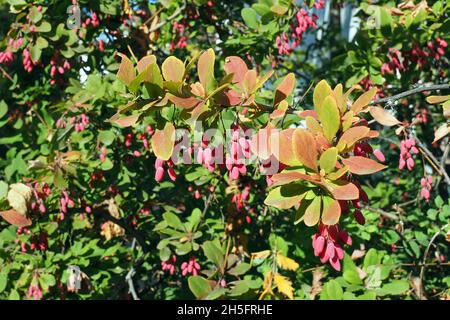 Berberitze, Europäische Berberbeere, Gewöhnliche Berberitze, Berberis vulgaris, sóskaborbolya, Budapest, Ungarn, Magyarország, Europa Stockfoto